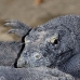 dragon_komodo_lbrs_rinca_v_0166_kom1850.jpg